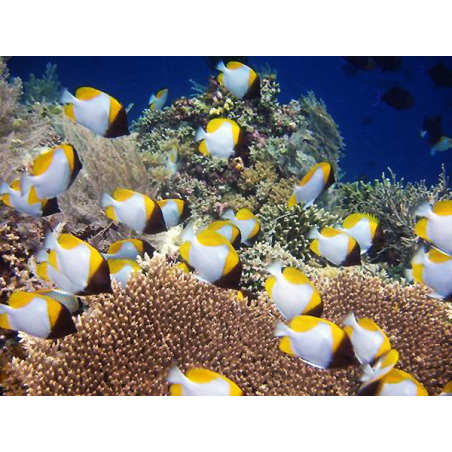 Hemitaurichthys Polylepis
