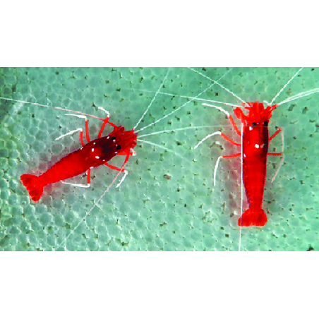 Lysmata Debelius XL