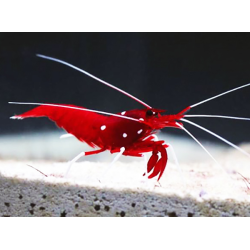 Lysmata Debelius