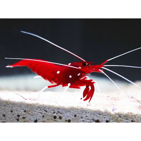 Lysmata Debelius