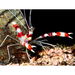 Stenopus Hispidus