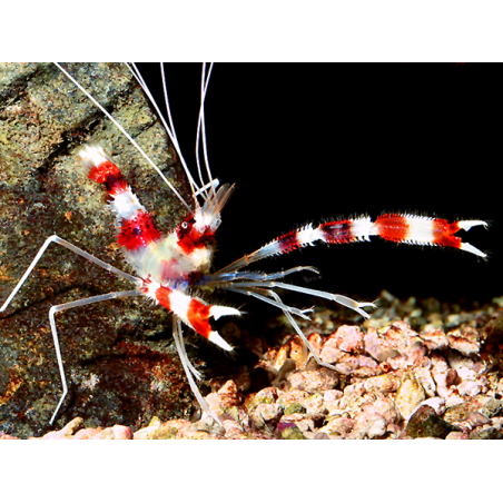 Stenopus Hispidus