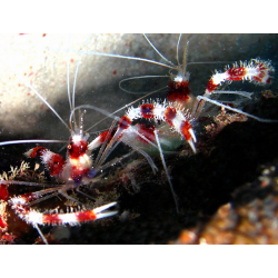 Stenopus Hispidus