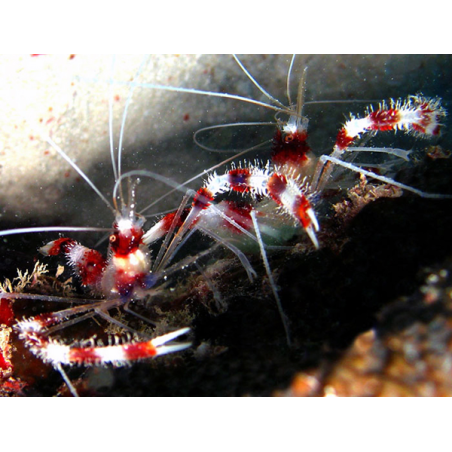 Stenopus Hispidus