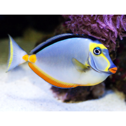 Naso Lituratus