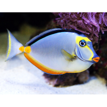 Naso Lituratus