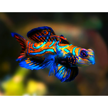 Pterosynchiropus Splendidus