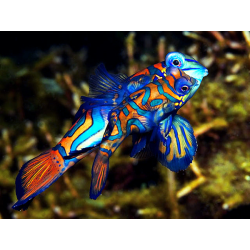 Pterosynchiropus Splendidus