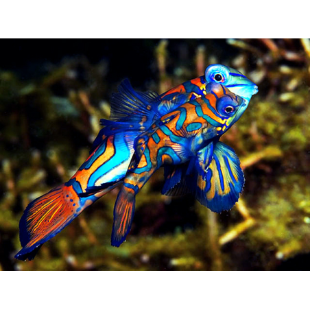 Pterosynchiropus Splendidus