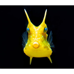 Lactoria Cornuta