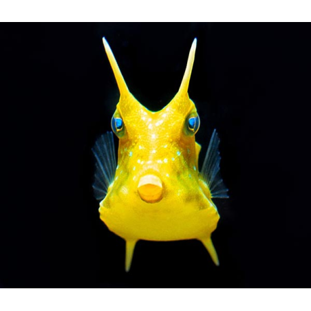 Lactoria Cornuta