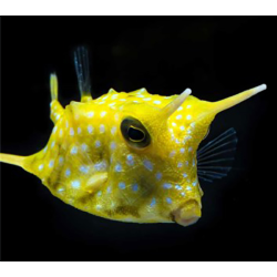 Lactoria Cornuta