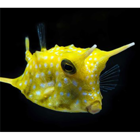 Lactoria Cornuta