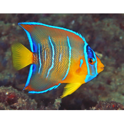 Holacanthus Ciliaris - Livrea: Giovane