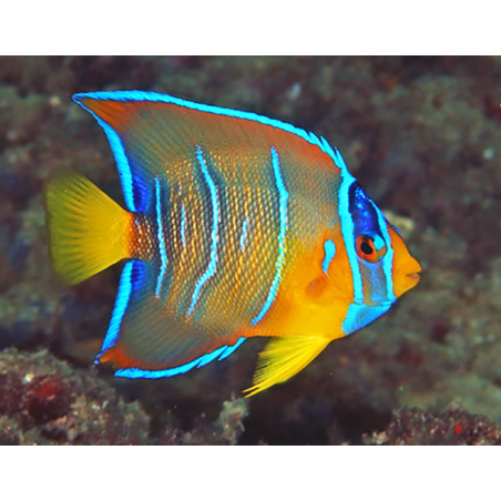 Holacanthus Ciliaris - Livrea: Giovane