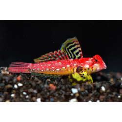 Synchiropus Sycorax