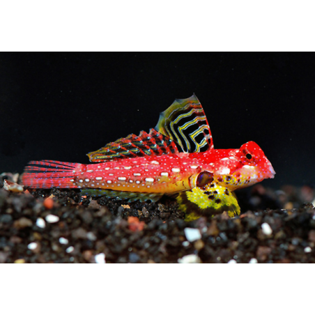 Synchiropus Sycorax