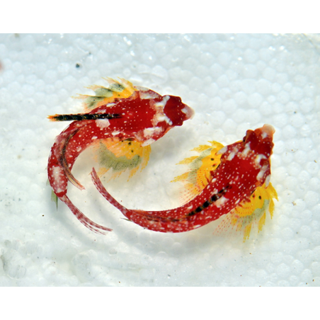 Synchiropus Sycorax