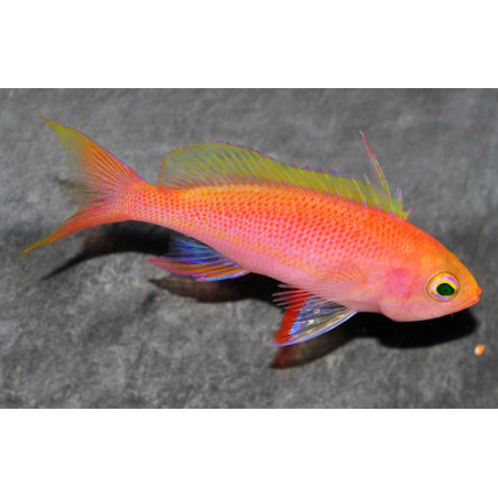 Pseudanthias Pulcherrimus