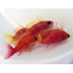 Pseudanthias Pulcherrimus