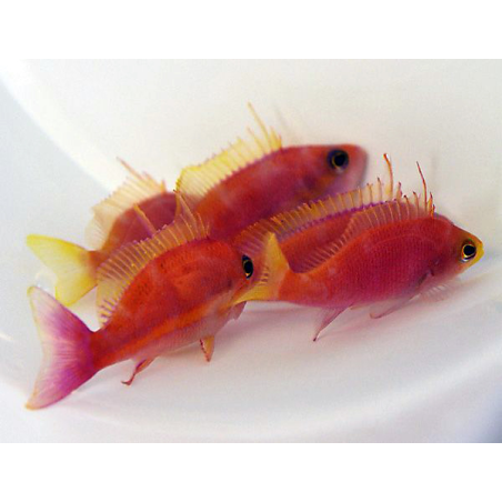 Pseudanthias Pulcherrimus