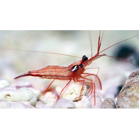 Lysmata Spp