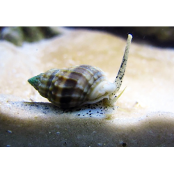 Nassarius Vibex