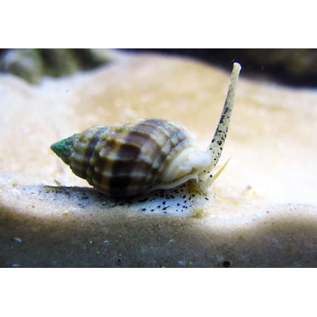 Nassarius Vibex