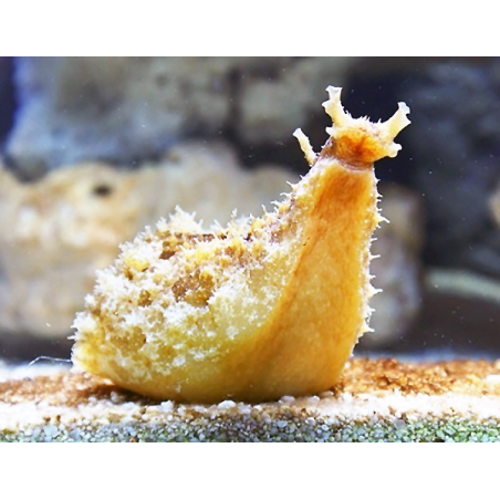 Dolabella Auricularia