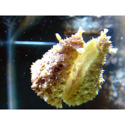 Dolabella Auricularia