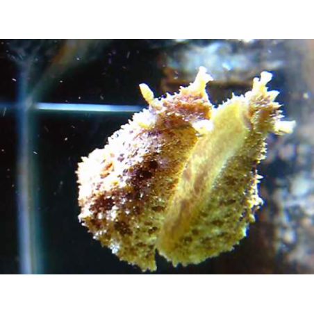 Dolabella Auricularia