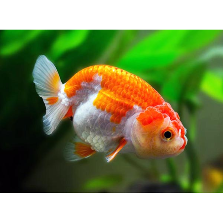 Ranchu Mix