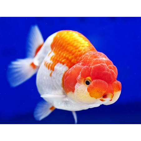 Ranchu Mix