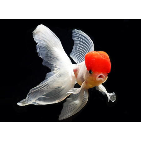 Red Cap