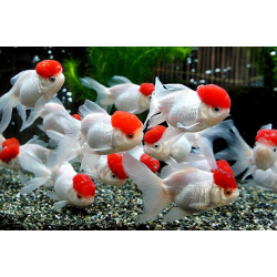 Red Cap