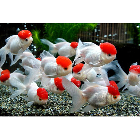 Red Cap