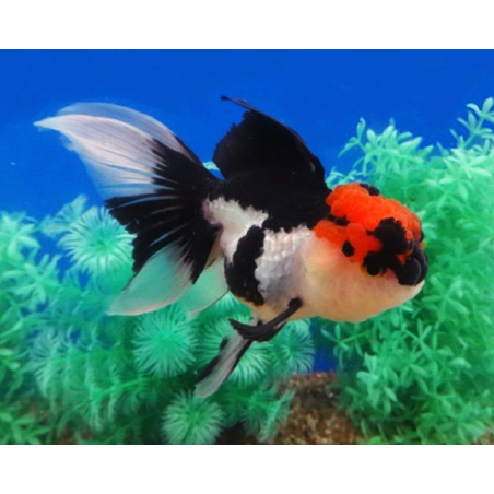 Tricolor Oranda