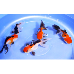 Tricolor Oranda