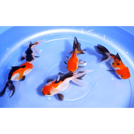 Tricolor Oranda