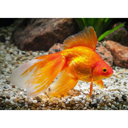 Orifiamma Rosso