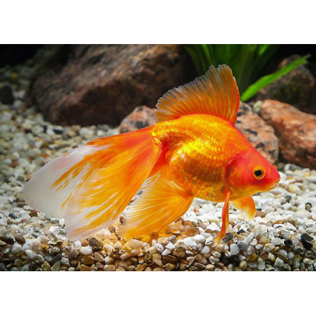 Orifiamma Rosso
