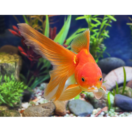 Orifiamma Rosso