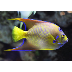 Holacanthus Ciliaris