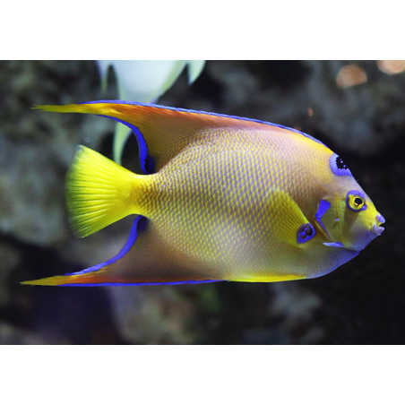 Holacanthus Ciliaris