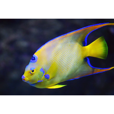 Holacanthus Ciliaris