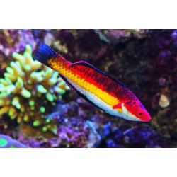 Cirrhilabrus Naokoae