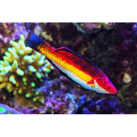 Cirrhilabrus Naokoae