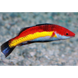 Cirrhilabrus Naokoae