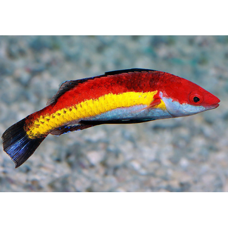 Cirrhilabrus Naokoae