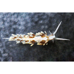Berghia Verrucicornis